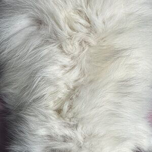 White fox real fur stole *possible trigger warning for viewing pics